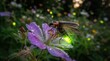 © Majida Bibi - A glowing firefly resting on a purple geranium flower at night in a garden with bioluminescent firefly glowing abdomen perches wet purple flower dark garden close up bioluminescence illuminated