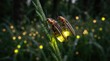 © Majida Bibi - Two glowing fireflies perched on a green grass blade in a dark meadow at night with Two bioluminescent fireflies rest dew covered blade grass surrounded soft bokeh lights dark forest bioluminescence