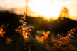 © Austockphoto - Warm sunset glow casting over ornamental grasses