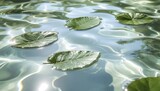 Floating water lily leaves in clear shallow pond
