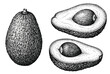 © Samina - Vintage avocado engraving vector, hand drawn botanical fruit illustration, whole and halved avocado with pit, black and white sketch
