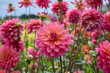 © H.A.Colijn - pink dahlia Great Silence surrounded by many flowers