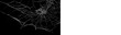 © The Stock King - Realistic spider web overlay with black preview and transparent PNG version, ready for Halloween design, horror editing and spooky compositions.