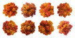 © Rawpixel.com - PNG Vibrant autumn trees in various shades of orange and red on transparent background