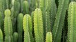 © BrilliantPixels - Detailed closeup of euphorbia ingens cactus plants in a dense cluster.