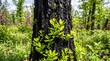 © Said - Charred tree bark supporting bright new green growth
