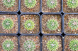 © Firn - Small 'Mammillaria Carnea' cactus plants in flower pots
