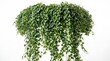 © Mahabubur - Lush green ivy plant hanging down with many small leaves