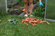 © fototema - Harvesting carrots and cucumbers near a greenhouse: fresh vegetables on a green lawn.
