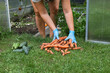 © fototema - Harvesting carrots and cucumbers near a greenhouse: fresh vegetables on a green lawn.