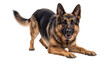 © PNG Studio 99 - German shepherd dog in play bow pose on white png on isolated transparent background