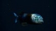 © muhamadhasan - Barreleye fish swimming in deep dark ocean waters.