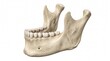 © MYMP-Designer  - Human mandible bone with teeth rests against a solid white background.