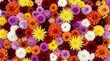 © FoZector - A vibrant and colorful top down view of many different blooming chrysanthemum flowers packed tightly together