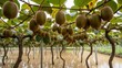 © Netsai - A sprawling kiwi fruit orchard is cultivated over a flooded field with many hanging ripe kiwi fruits.