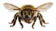 © Miguel - Detailed macro view of a fuzzy bee with translucent wings, isolated on transparent background
