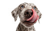 © Miguel - German Shorthaired Pointer dog with blue eyes licking its nose, isolated on transparent background