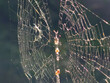 © IMRAN_IM33 - Intricate orb weaver spider web glistening against a dark natural green