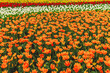 © JW614 - Colorful rows of blooming orange, white, red, and yellow tulips in a spring field.
