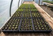 © Leo Rohmann - Greenhouse Seedlings Growing in Trays on Wooden Benches