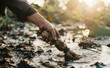 © MT - Farmer harvesting fresh lotus root in muddy pond at sunset, agricultural worker gathering organic root vegetables