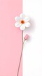 © Jafar Ali - pink daisy flower on white background