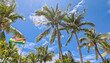 © Travel 'n' Lifestyle - View of the national flag of Mauritius waving against a backdrop of lush green palm trees under a bright blue sky in Trou-aux-Biches, Pamplemousses District, Mauritius.