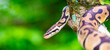 © Vera - A python lies on the ground and on rocks in the wild.Close-up of a boa constrictor on a tree. Snake skin. Reptile.