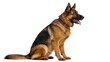 © Maria - German Shepherd dog with brown collar sitting, isolated on transparent background