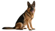 © Lilia - Majestic German Shepherd dog sitting attentively, isolated on transparent background