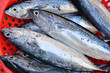 © IZIFOTO - Fresh Whole Raw Mackerel Tuna at Vietnamese Market