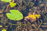 water plants under the surface of a calm pond at a nature reserve