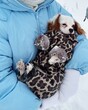 © Asya Molochkova/Stocksy - Small Dog in Winter Coat Resting in Owner's Arms Outdoors