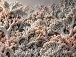 © Subrata - Intricate branching white and pale pink coral structures forming a dense organic texture resembling a delicate underwater reef ecosystem pattern
