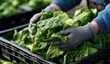 © ida - Gardener harvesting fresh leafy greens in an outdoor garden setting