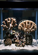 © Pixel-Shot - Marine conservation and ocean biodiversity, healthy coral reef ecosystem in aquarium tank with sand substrate for environmental research and education