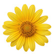 © Hapija - A large yellow flower with many petals