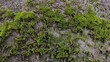 © MOHAMAD - Close up of a gray concrete wall with patches of moss and discoloration abstract texture outdoor texture concrete discoloration background weathered abstract close up substance natural patte