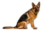 © iPNGi - Majestic German Shepherd dog sitting attentively, isolated on transparent background