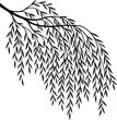 © junaid - Elegant black silhouette of a weeping willow branch with delicate hanging leaves a serene vector illustration isolated on white for nature designs