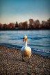 © Travel 'n' Lifestyle - View of a white swan walking on a pebble beach along the riverbank with soft evening light in Mannheim, Baden-Wurttemberg, Germany.