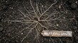 © wan - Top-down view of a germinating seed with intricate white roots spreading across dark soil, accompanied by a rustic wooden sign with the text 'BELIEF FUELS GROWTH' on the bottom right.
