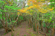 © Green Cap 55 - 伊豆半島　伊豆山稜線歩道の魂ノ山　登山道のツツジ紅葉