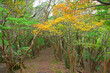 © Green Cap 55 - 伊豆半島　伊豆山稜線歩道の魂ノ山　登山道のツツジ紅葉