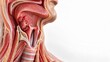 © Aleya - Human throat anatomy model showing mouth tongue and larynx