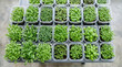 © Taslima - Overhead view of many small plastic containers filled with young green plants