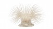 © Dog's World - white sea anemone with long delicate tentacles under water