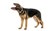 © Novi - Cute Curious Young German Shepherd Dog Face Isolated on White and Transparent Background