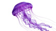 © Niamh - Vibrant purple jellyfish with flowing tentacles, isolated on transparent background