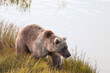 © Mat Hayward - Wild Alaskan brown bear roaming the Alaska tundra. The grizzly bear territory runs along the Egegik river near Bristol Bay
